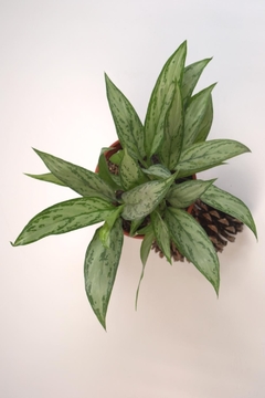 Aglaonema commutatum