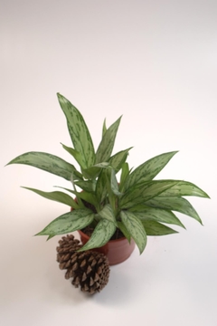 Aglaonema commutatum - comprar online