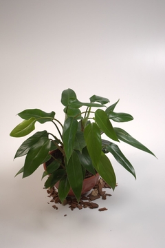 Spathiphyllum wallisii - comprar online