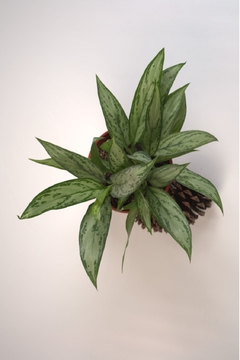 Aglaonema commutatum