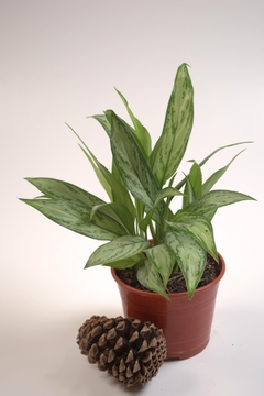 Aglaonema commutatum en internet