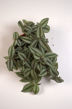 Tradescantia zebrina