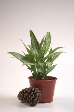 Aglaonema commutatum - Dosel Plantas