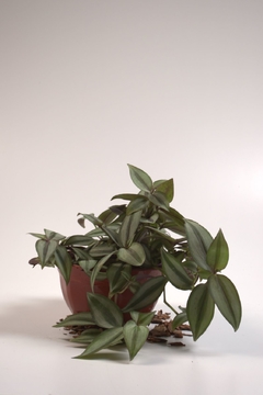 Tradescantia zebrina - comprar online