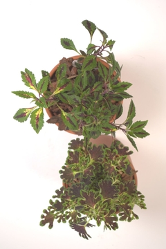 Plectranthus scutellarioides, cretona - comprar online