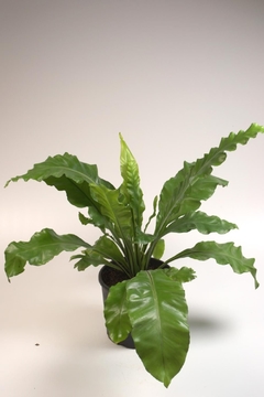 Asplenium nidus, helecho nido de pájaro - comprar online