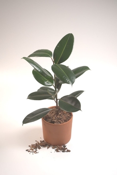 Ficus elestatica, gomero - comprar online