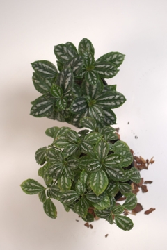 Pilea cadierei