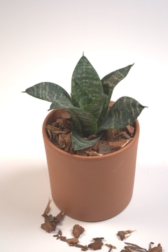 Sansevieria Enana