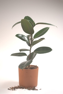 Ficus elestatica, gomero en internet