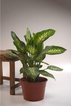 Dieffenbachia Alex, - comprar online