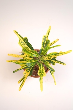 Croton, Codiaeum variegatum - comprar online