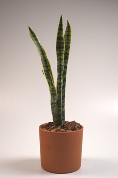 Sansevieria - comprar online