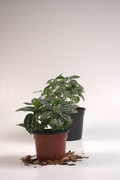 Pilea cadierei - comprar online