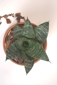 Sansevieria Enana - comprar online