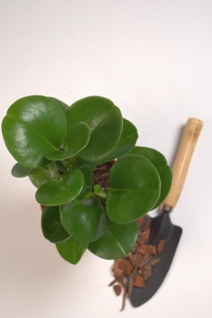 Peperomia obtusifolia, Peperomia verde