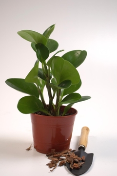 Peperomia obtusifolia, Peperomia verde - comprar online