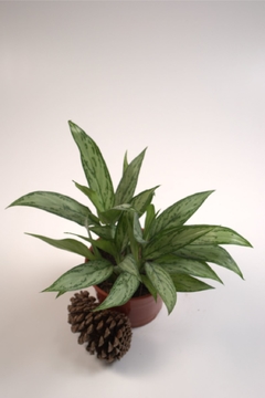 Aglaonema commutatum - comprar online