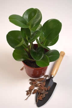 Peperomia obtusifolia, Peperomia verde en internet