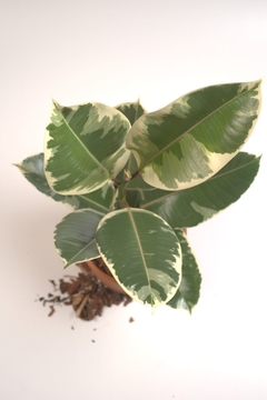 Ficus elástica variegada