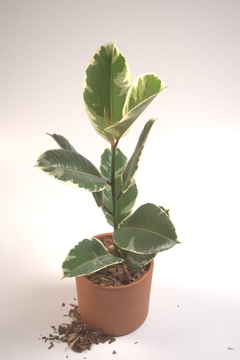 Ficus elástica variegada - comprar online