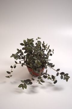 Pilea spruceana - comprar online