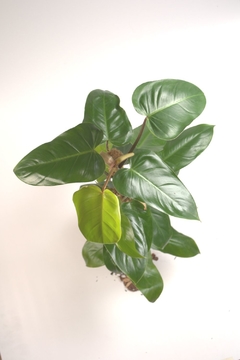 philodendron sanguineum