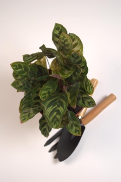 Calathea makoyana