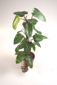 philodendron sanguineum - comprar online