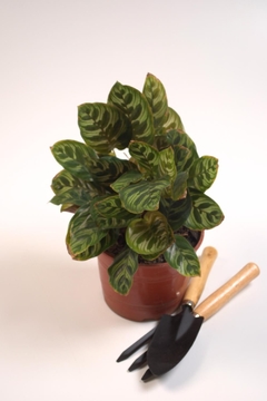 Calathea makoyana - comprar online