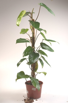 philodendron sanguineum en internet