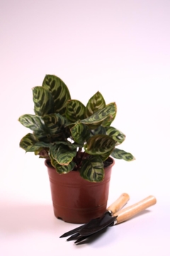 Calathea makoyana en internet