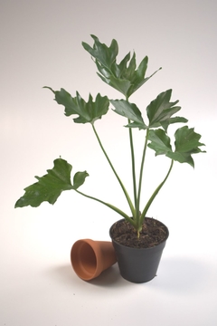 Philodendron selloum - comprar online