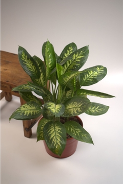 Dieffenbachia Alex, en internet