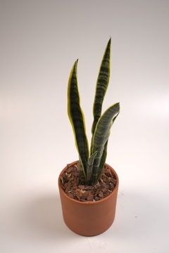 Sansevieria en internet