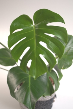 Monstera deliciosa, costilla de Adán