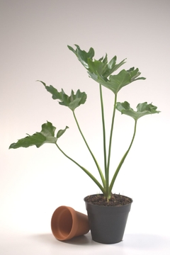 Philodendron selloum en internet