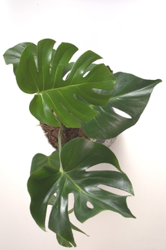 Monstera deliciosa, costilla de Adán - comprar online