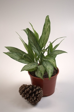 Aglaonema commutatum en internet