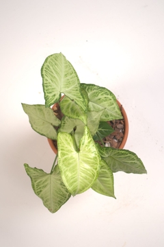 Singonio, Syngonium podophyllum