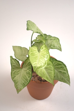 Singonio, Syngonium podophyllum - comprar online