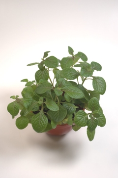 Plectranthus ciliatus. Dolar negro - comprar online