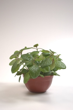 Plectranthus ciliatus. Dolar negro en internet