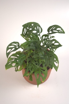 Monstera adansonii - comprar online