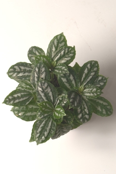 Pilea cadierei - tienda online