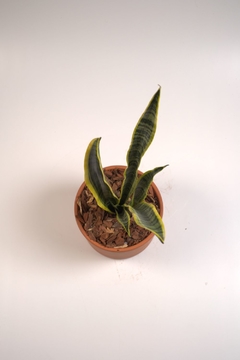 Sansevieria - Dosel Plantas