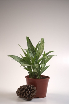 Aglaonema commutatum - Dosel Plantas