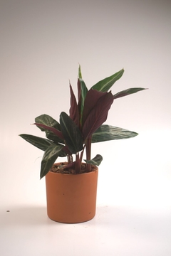 Calathea Stromante Sanguinea