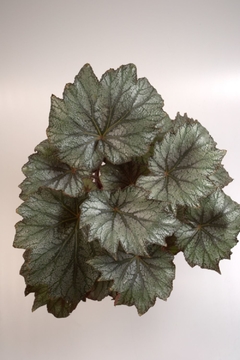 Begonia Rex