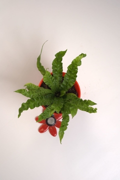 Asplenium Crispy Wave